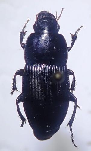 Réf. 270 369 : Harpalus serripes